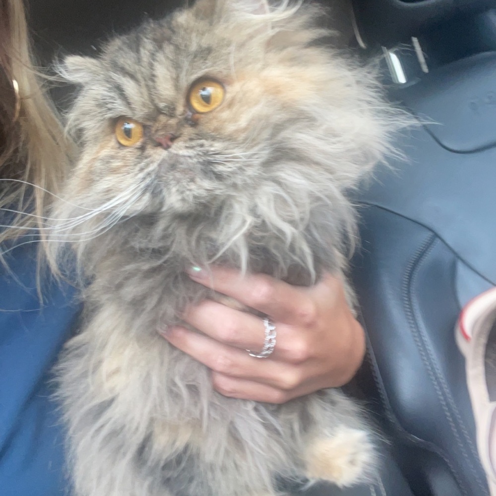 Meet your Posher, Lauren